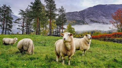 Falsche Freunde im Norwegischen und falsche Freundschaften zwischen norwegischen und deutschen Wörtern. Auf dem Foto sind Schafe zu sehen.